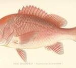A red snapper