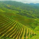 china agriculture