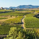 San Vicente Vinyard, La Rioja Spain