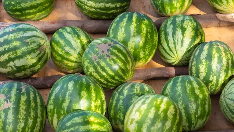 Panama David, display of watermelons