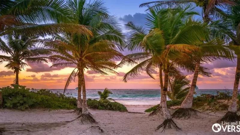 palm trees on the beach at sunset. Mexico Guide Tulum Mexico Buying Property In Mexico