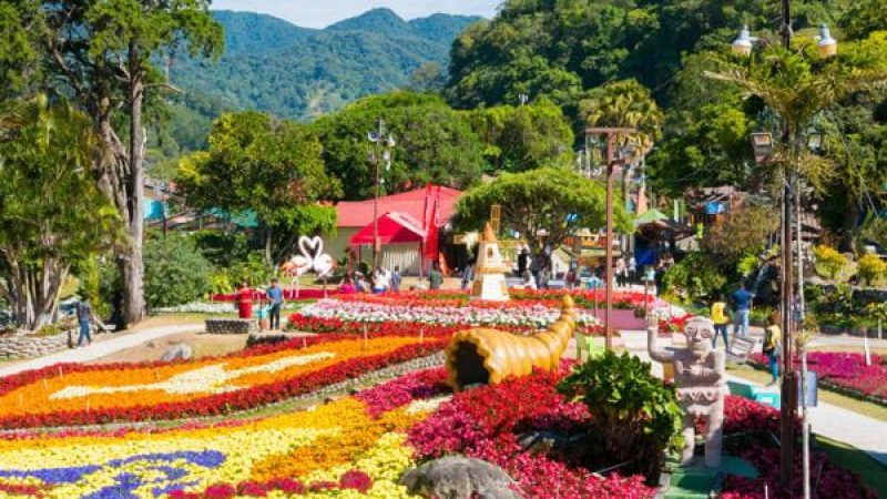 One of Panama's most popular events is the Flowers and Coffee Festival in Boquete