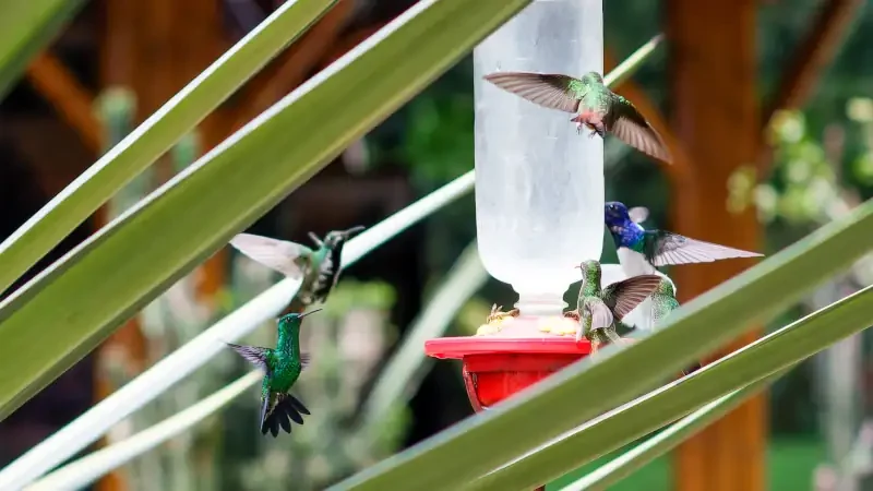 Hummingbirds on a bird feeder. Cactus leaves. Botanical park of Armenia, Quindio, Colombia.