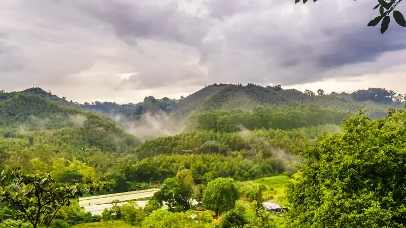 View on coffee plantation next to Salento, Colombia