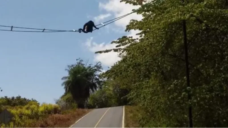 Monkeys using monkey bridges