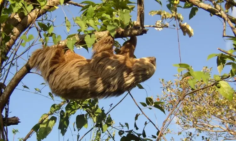 Sloth In Cerro Azul Panama